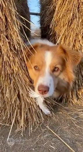 This Dog's Innocent Face After Destroying the Farm 🐓😆 #funnydogs