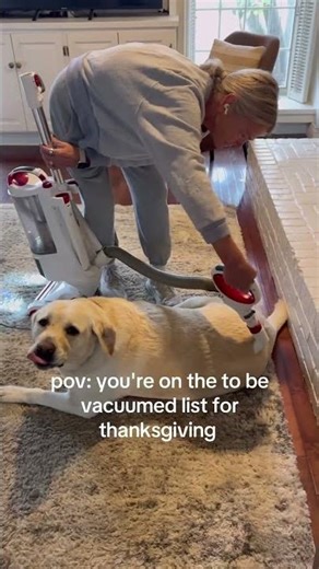 Vacuuming a dog 😂 (via remyandrussell1)