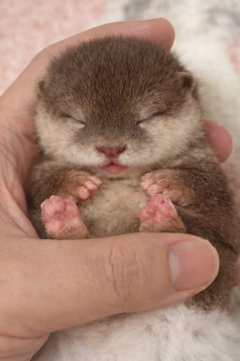 Cute Otters: The Adorable Star of the Pet Project
