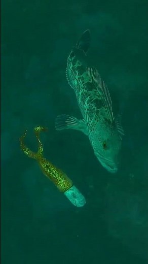Amazing Underwater Footage! Ling Cod, Cabezon, Sea Trout, China and black Rockfish. #fishtough