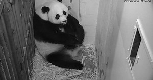 Naissance d'un bébé panda au zoo de Washington