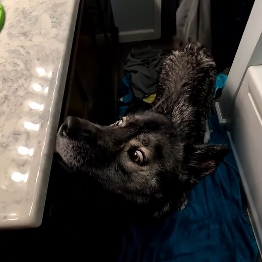 First bath expreicne! 😲😲 How did it go?! | Gone to the Snow Dogs