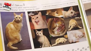 Cat lovers, this show is for you! Cat Nation takes viewers on a journey into the unique, often bizarre world of Japanese cat culture. 😸 | TrueID Philippines