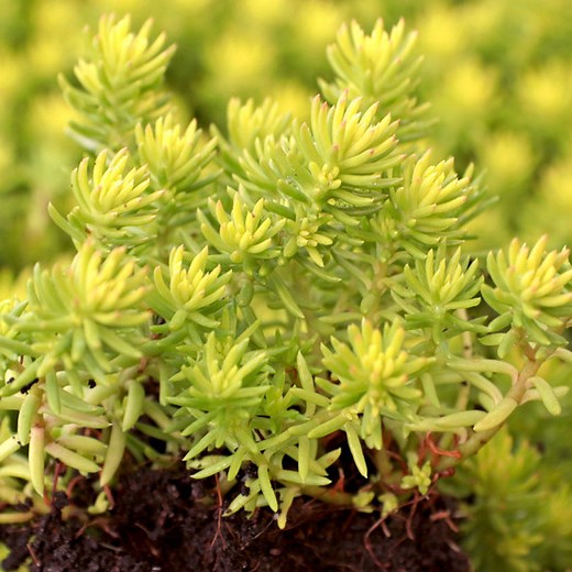 Sedum Sunsparkler® 'Angelina's Teacup'