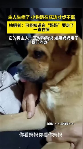 🇨🇳 主人生病了，小狗趴在床边寸步不离。 🇬🇧 The owner is sick, and the little dog lies by the bedside, refusing to leave for even a step. 🇨🇳 拍摄者说：它可能知道它“妈妈”要走了，一直在哭。 🇬🇧 The recorder said: It probably knows its “mother” is about to leave, and it has been crying. 🇨🇳「它的男主人一直对狗狗说如果妈妈走了我们咋办」 🇬🇧 “Its male owner kept saying to the dog, English ‘if mother leaves, what will we do’ ” 🇨🇳「每一个无言的陪伴，都是最深情的告白。」 —— 泰戈尔 🇬🇧 “Every silent companionship is the most affectionate confession.” —— Rabindranath Tagore 🇨🇳 