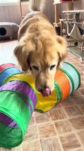 諦めきれない！トンネルへの憧れ❤️笑！