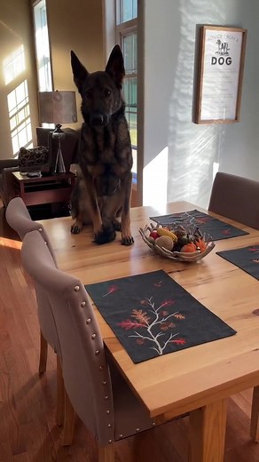 1.3M views · 10K reactions | Sadie the sable shepherd on Reels | Facebook