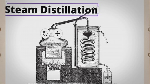 Steam Distillation process Steam distillation of essential oils