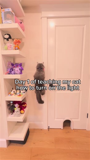 Teaching My Cat to Turn on the Lights: Day 1