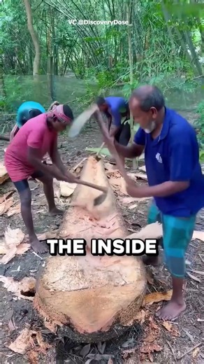 The Genius Way Palm Trees Are Used! 🤯🌴