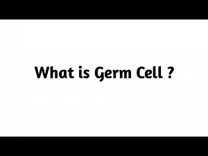 What is Germ Cell ?