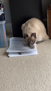 That's how easily I loose things too 😂🤔 | Furry Tails