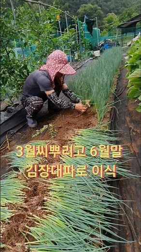 김장대파 심는시기#대파모종이식#주말농장