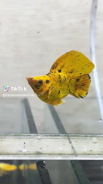 Top Molly Sailfin Fish Care Tips and Breeding