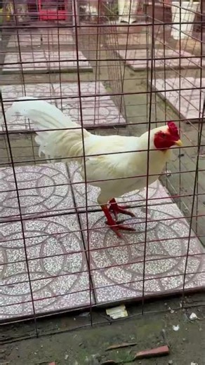 ngắm gà cùng em ai cần nhấn e zl0796899992 #toiyeudongvat