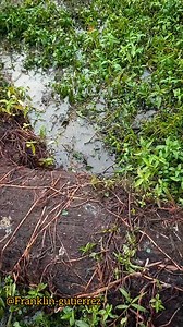 106K views · 3K reactions | Atrapamos peces con una java . . . . . . #paisajesnaturales #fypシ #turismorural #bosquereal #selvavirgen Franklin-gutierrez | Pedro Aventuras | Facebook