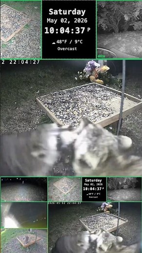 Rare Sighting: Raccoons "Walking" and Screeching in Bizarre Courting Ritual #raccoon