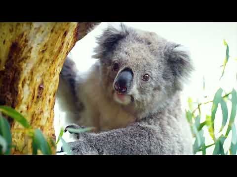 Koala Conservation Reserve
