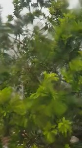 [ Cyclone Berguitta - Curepipe sous le vent et la pluie ] Une video recue de Curepipe temoignant de l'augmentation progressive de la force du vent et de la pluie. Comment est le temps chez vous ? Vous pouvez continuer a nous envoyer vos images…mais svp ne prenez pas de risque inconsidérés. Veillez d'abord a votre sécurité. Soyez prudent !! Meteo & Cyclone Maurice (MCM TEAM) Au service de notre ile depuis 2013! | MeteoHub - Mauritius