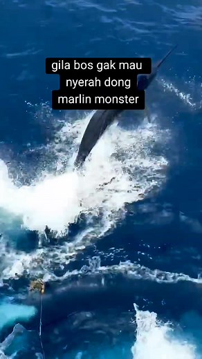 #fyp #mancing #marline | A'erwin W