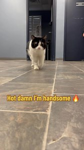 BRAMMY 🥰 https://cambridgehumanesociety.org/adoption/adopt-a-cat/ | Cambridge & District Humane Society