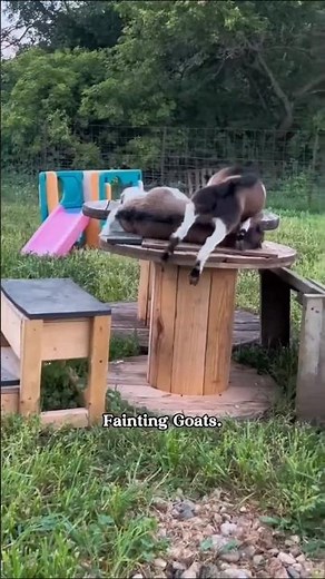 These Goats Faint Every Time They Get Scared 🐐