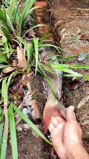 Exploring Fish Species Interaction in Nature