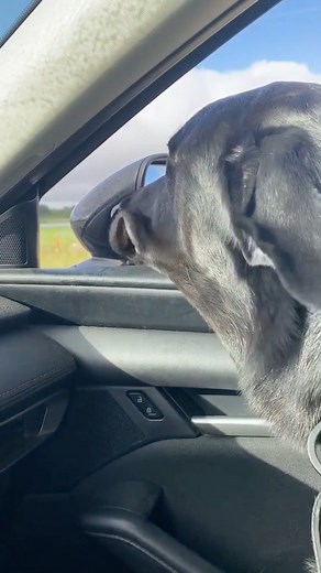 This dog is living his best life 😂 | French Fuse