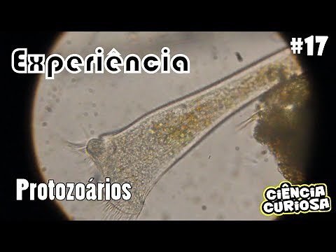 Protozoan Microscopy Experiment