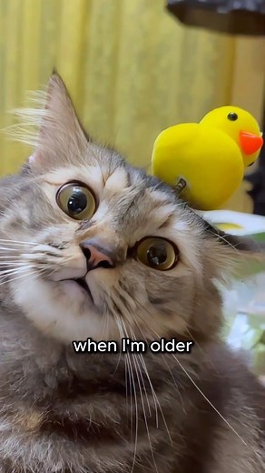 33K views · 260 reactions | Kitten is so done with this human QUICK...