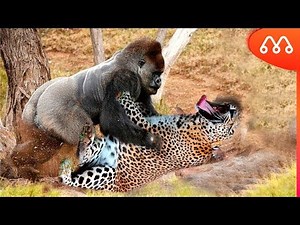 GORILA VS LEOPARDO: QUEM VENCE ESSA LUTA? Gorilla vs Leopard