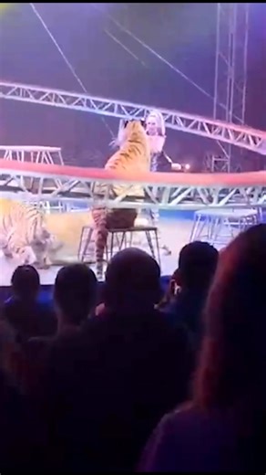 Tiger leaps into crowd after circus barrier collapses