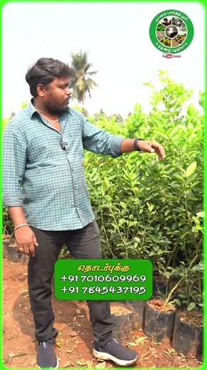 வருடம் முழுக்க எலுமிச்சை 😳