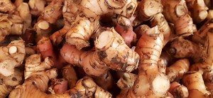 Download A pile of fresh galangal roots or lengkuas sold at the traditional market in Indonesia for free