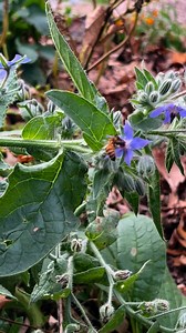Honey bee on borage: The unseasonably warm fall has turned normal insect behavior upside down! 🙃 Flowers continue to bloom and feed hungry pollinators. 🐝 | Tenth Acre Farm with Amy Stross