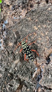 1.9K views · 225 reactions |  Los que me han preguntado que cámara utilizo es una Olympus OMD 4 y lente 60mm macro 曆 #biologia #zoologia #sonora | Biologando con Miguel | Facebook