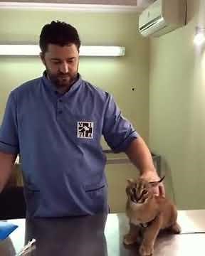 Caracal Hisses at Vet While Being Vaccinated - 1076952