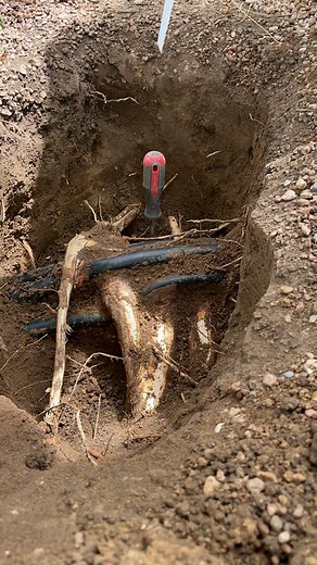 How to fix this root situation, video # 2. #sprinkler #repair #lawncare #landscaping #treeroot #fixit #howto