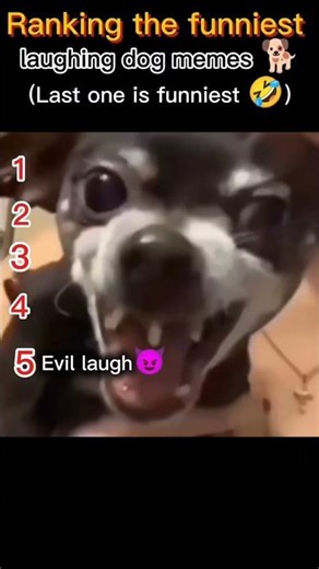 Ranking the TOP 5 funniest dog memes🐕😂 #nobatidao #funnyanimals