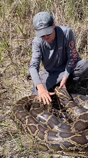 Invasive pythons often eat white tailed deer once they become adults. This one was 17 1/2 feet long!