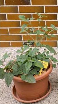 Growing Lemon Balm from Seed to Regular Harvest in Containers