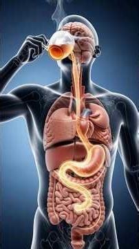 Tea Looks Calm — But Your Stomach Tells a Different Story | 3D Medical Animation