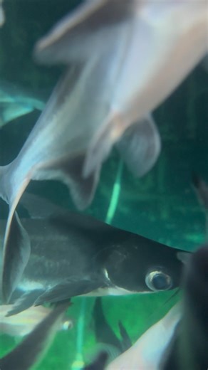 Did you know fish make sounds? 🐟🎧Turn on sound & listen closely 🌊. #fish #shorts #nature