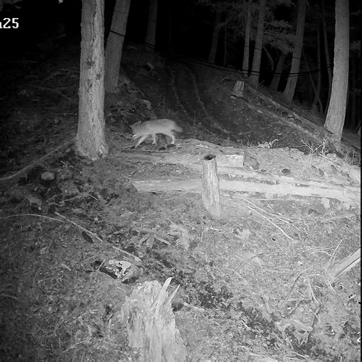 Coyote. 12/21/2025 #wildernessseason #mountainanimal #wildlife #coyote
