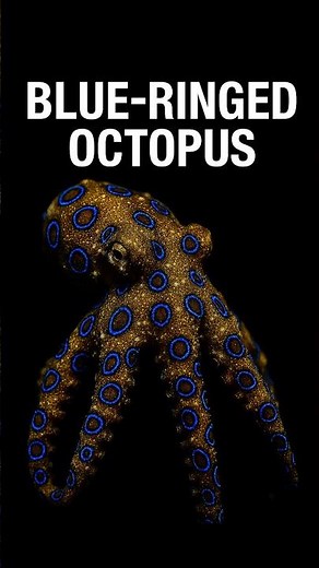 Blue-Ringed Octopus #wildlife #octopus #venom #discover