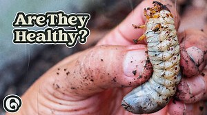 From Street Snacks to Gourmet: The World of Edible Insects