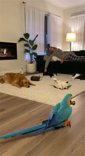 Surprise #crazybird #fireworks #animals