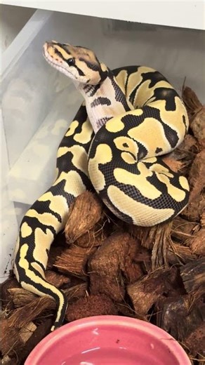 Desert ghost het clown female ball python eating some mouse hoppers! #ballpython #snake #reptiles