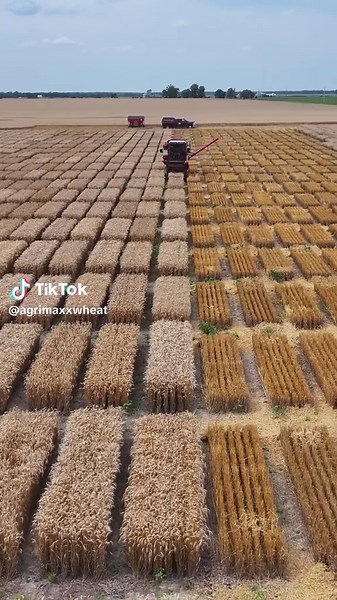 University Wheat Plot Harvests in Agriculture