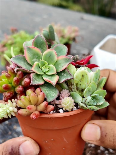 Succulent Arrangement on Cute Little Pot | Mini Succulent Garden Ideas 🌿✨